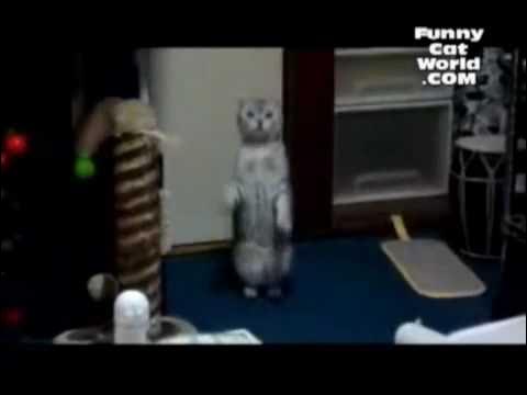 Котэ на палеве.flv смотреть онлайн