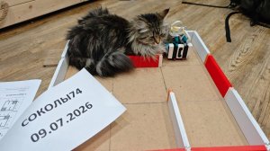 Соколы74 РобоФинист 2026 Лабиринт MicroMouse
