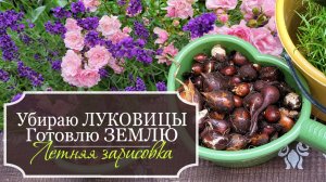 🌸Летние дневники: Собираю луковицы тюльпанов - Готовлю землю для осенних посадок - Летняя зарисовка