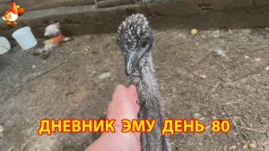 Дневник страусят Эму день (80)