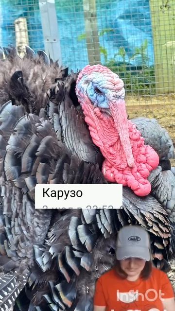 как зовут индюка? # #подворье #птицы #индюк #3сентября #шуфутинский #юмор #индейка #индюкипородные