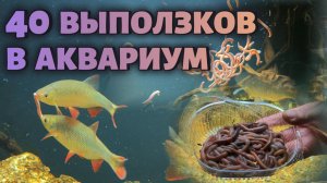 40 ВЫПОЛЗКОВ МИРНЫМ ХИЩНИКАМ !