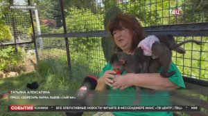ТВЦ про УНИКАЛЬНУЮ группу МАЛЫШЕЙ в парке львов ТАЙГАН!
