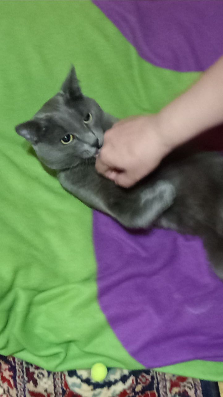 Кот Атос - мастер делать кусь-кусь! #shorts #котатос #животные #коты #куськусь
