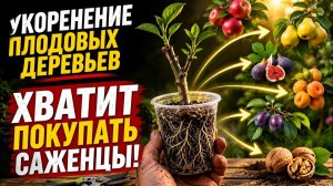 Как укоренить нектарин, персик, яблоню и еще 12 деревьев из ветки