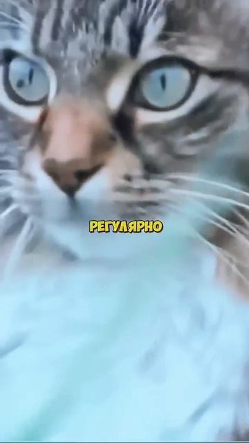 Перезалив душнилы √10 смотреть онлайн