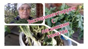 Экспериментируем с пасынками томатов