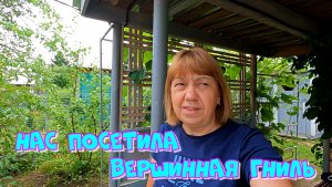 НАС ПОСЕТИЛА ВЕРШИННАЯ ГНИЛЬ
