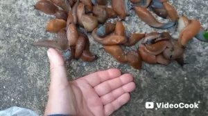 Испанские слизни сожрали весь урожай... Что делать?