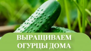 САДИМ РАССАДУ ОГУРЦОВ