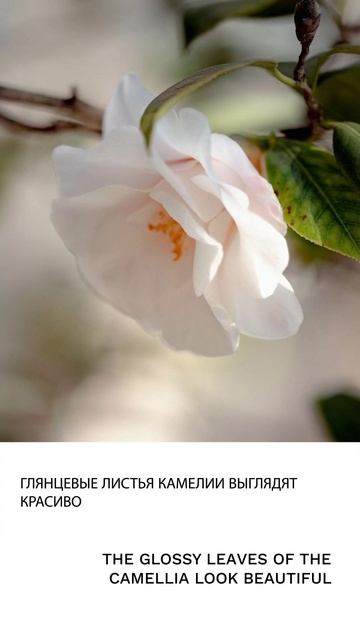 Камелия смотреть онлайн