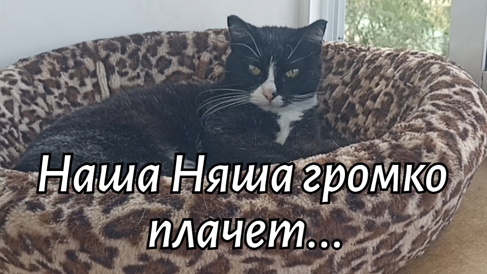 Наша Няша громко плачет...