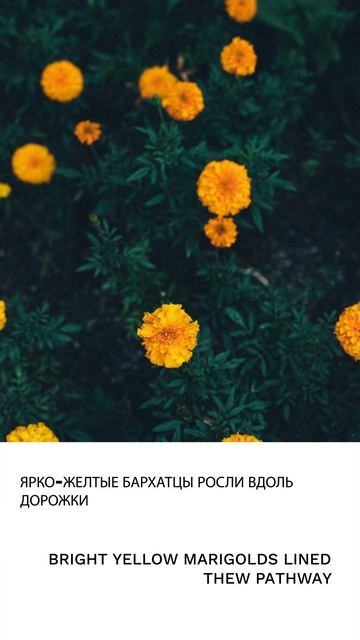 Бархатец смотреть онлайн