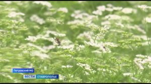 Медовый сезон на Ставрополье: на полях зацвел кориандр