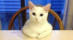 Приколы с животными! Приколы с котами! Угар! Тест на психику)