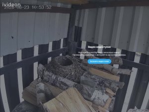 Дрозд-рябинник