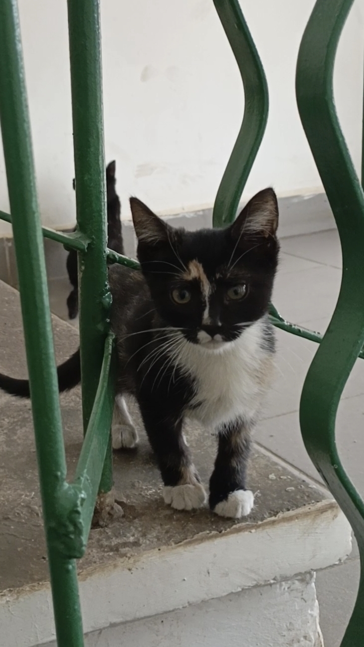 Котята играют смотреть онлайн