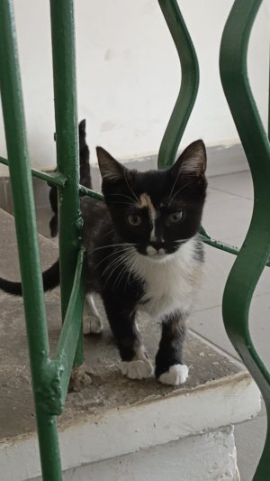 Котята играют