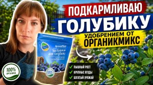 Подкармливаю голубику комплексным удобрением от «ОрганикМикс» и пропалываю огурцы в огороде.