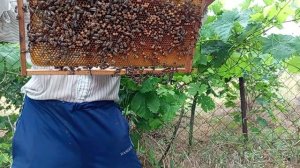 Через 5 дней после осмотра обьединенной семьи с летной пчелой от семьи -трутовки.