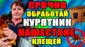 Срочно ОБРАБОТАЙ курятник. Как ИЗБАВИТЬСЯ от клещей.