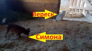 Кот и собака в конюшне