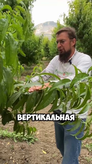 Как обрезать метлу на дереве - летняя обрезка плодовых!