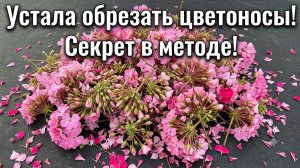 Герань выпустит 60 цветоносов! Мало кто знает этот секретный метод!