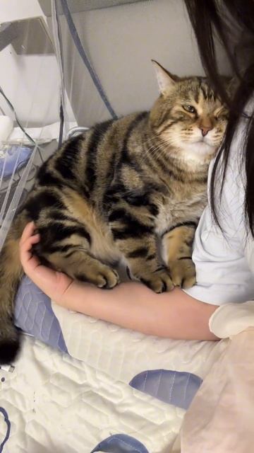 Кот сильно любит хозяйку