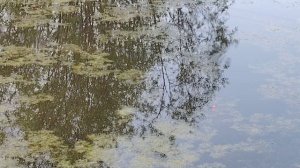Рыбалка на озере в с. Пискалы. 08.07.2026 года 
2 часть