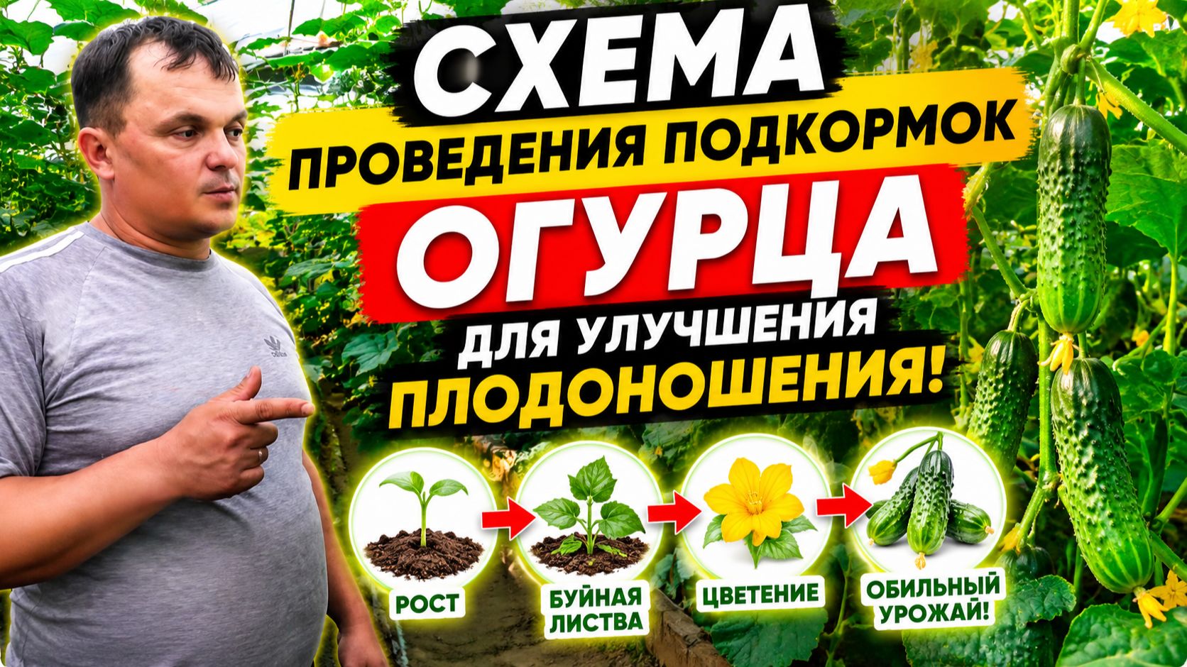 Огурцы- подкормка для БОЛЬШОГО урожая! смотреть онлайн