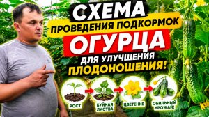 Огурцы- подкормка для БОЛЬШОГО урожая!