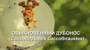 ОБЫКНОВЕННЫЙ ДУБОНОС, лучшее за июнь 2026