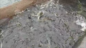 Зарыбление осетром нижнего водоёма 200 кг.