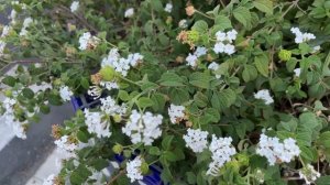 БОЛЬНЫЕ УХИ, НИКАКОГО БАССЕЙН, ТОЛЬКО МОРЕ, ПОЛИГЛОТСКИЕ НАВЫКИ МЕЛКОЙ
