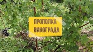 Прополка ленового винограда.