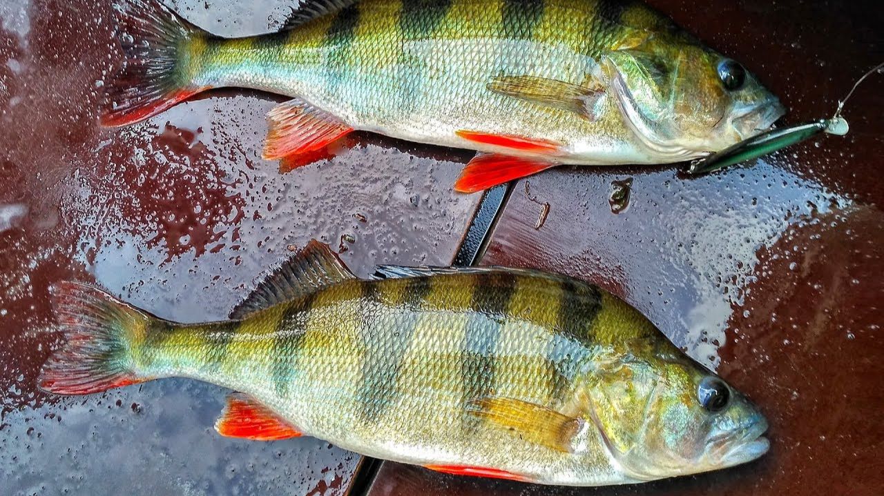 ВОТ ЭТО ОКУНЯ КЛЮЮТ!! Наконец-то, НАЧАЛОСЬ!! Crazy Fish Nano Minnow косит окуня смотреть онлайн