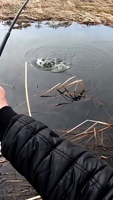 Ловля щуки в ручье