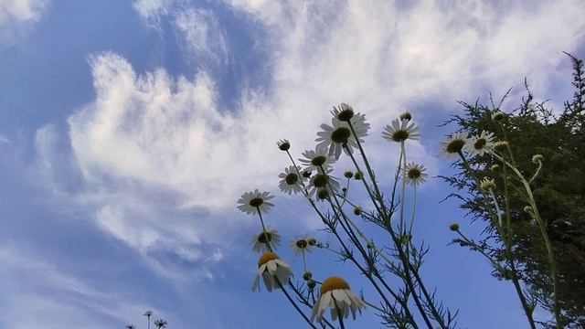 Живая природа, звук окружения смотреть онлайн
