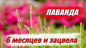 Узнай за 5 минут как вырастить лаванду из семян