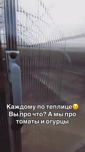 две теплицы тоиаты и огурцы две теплицы тоиаты и огурцы