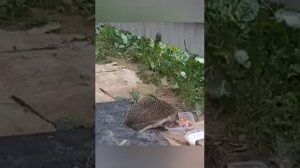 Старый знакомый🦔