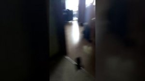 (хахах) угарный кот
