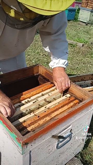 Сборный отводок на плодную матку 🐝 смотреть онлайн