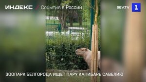 Зоопарк Белгорода ищет пару капибаре Савелию