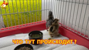 Два цыплёнка после инкубатора спрятались в углу и не понимают, что происходит (1)