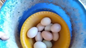 10-07-2026 Собираю яйца / есть козы, а покупаю сливочное масло у других.