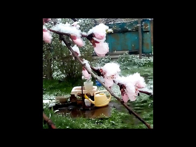 Как на КУБАНИ цветет Персик в снегу смотреть онлайн