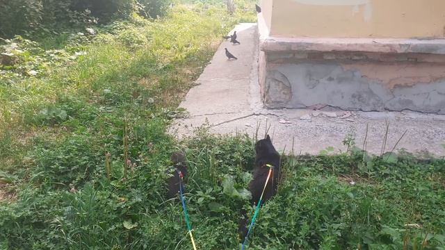 Кайфушки ловят в траве. смотреть онлайн