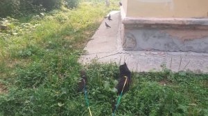 Кайфушки ловят в траве.